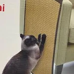 קאמון מגרדת לצד הספה